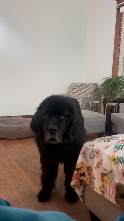 Enlarge Munch, a Adoptable Newfoundland Dog in Indianapolis, IN video 5/5