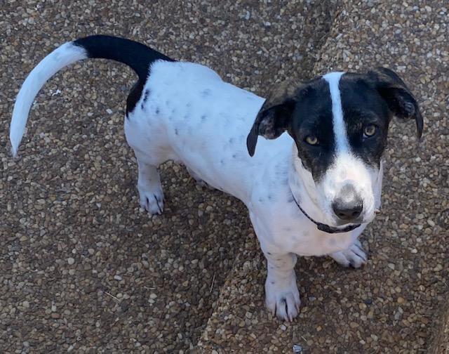 Puppy Winnie  -  So Ca, Adoptable, Puppy Female Basset Hound.