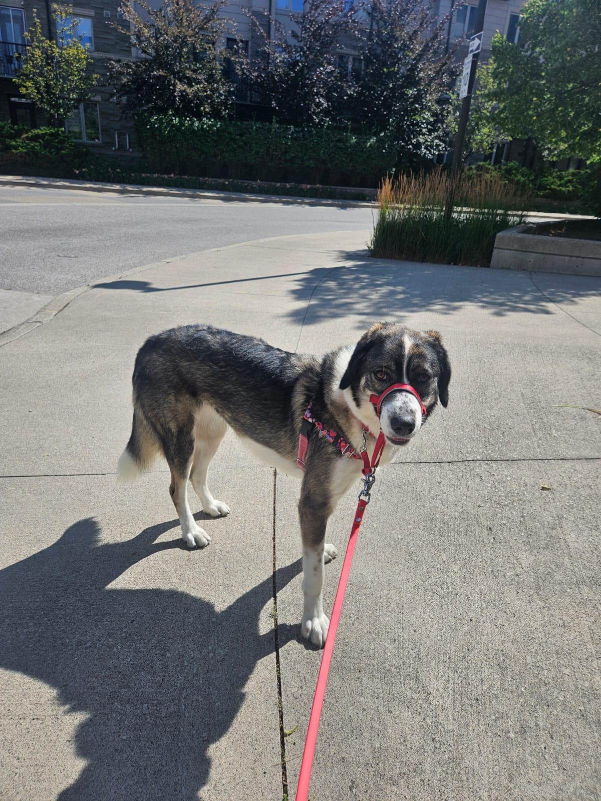 Athena, a Adoptable mixed breed in Aurora, ON image 5/6