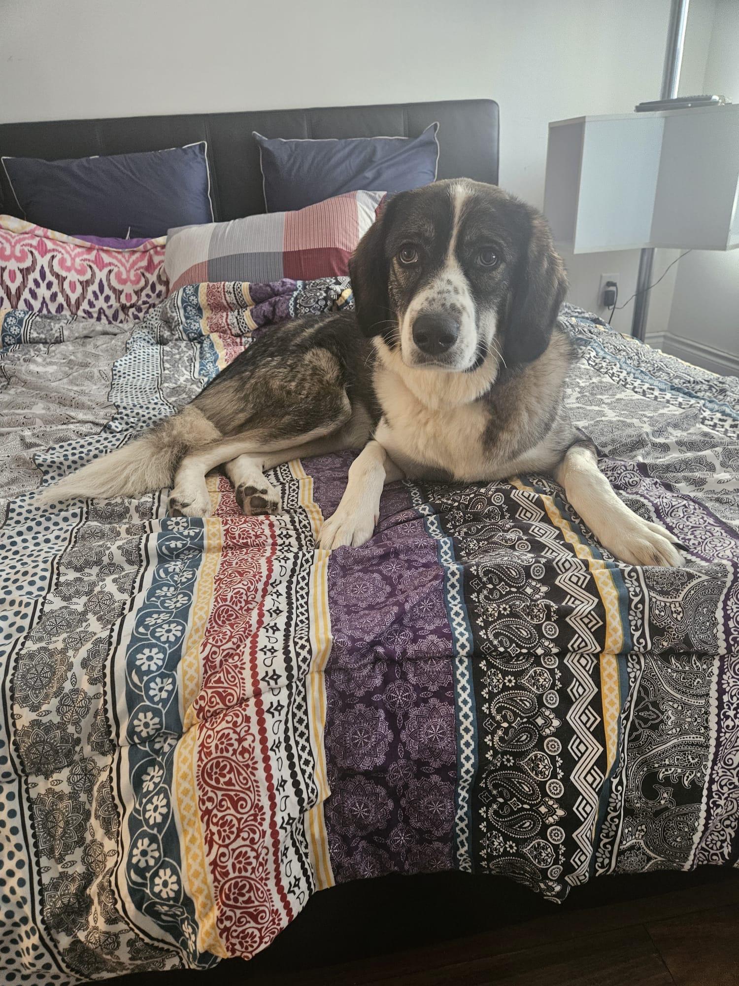 Athena, a Adoptable mixed breed in Aurora, ON image 2/6