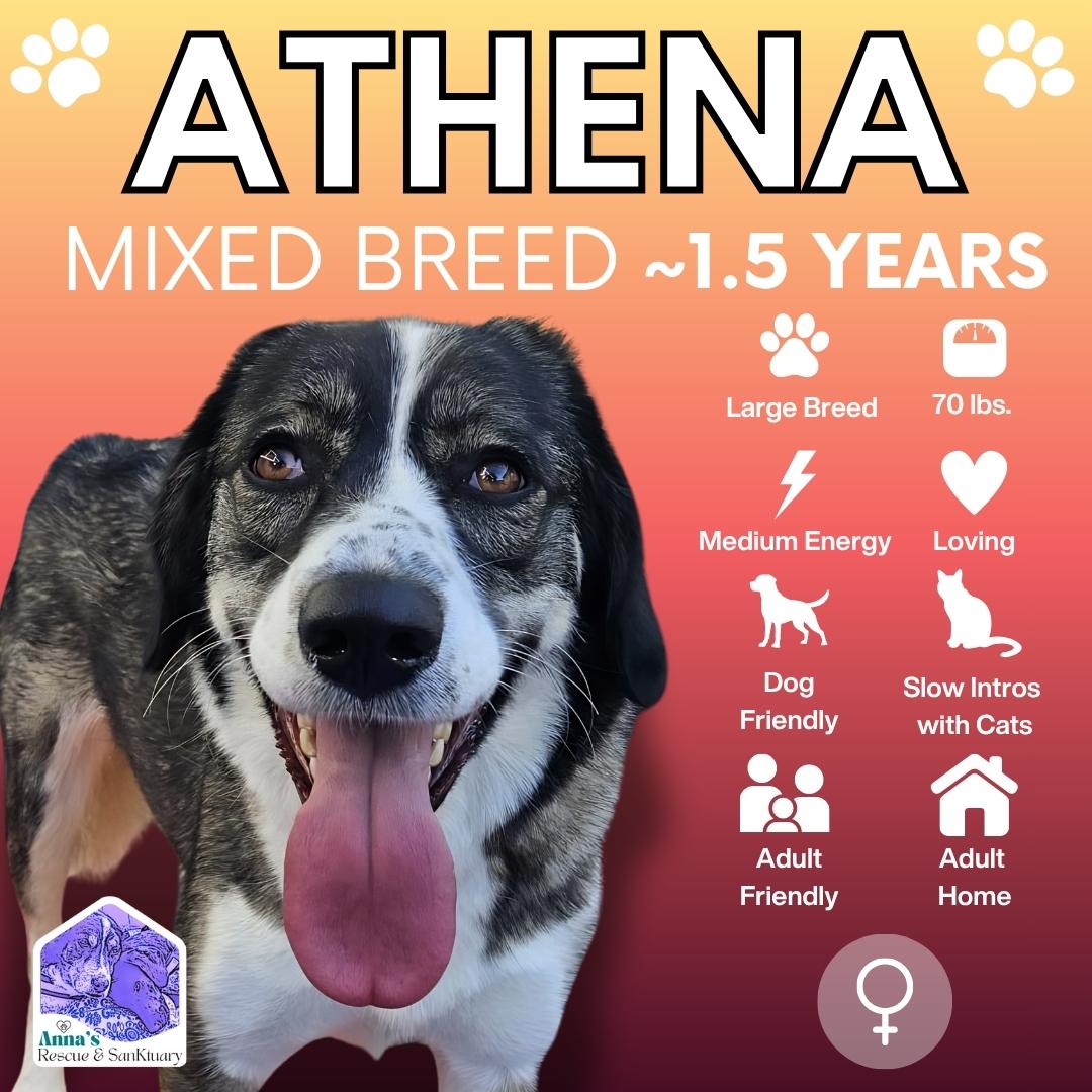 Athena, a Adoptable mixed breed in Aurora, ON image 1/6
