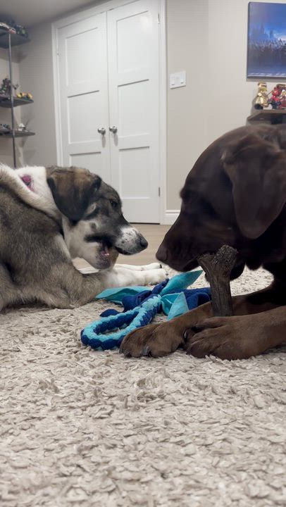 Enlarge Athena, a Adoptable mixed breed in Aurora, ON video 4/6