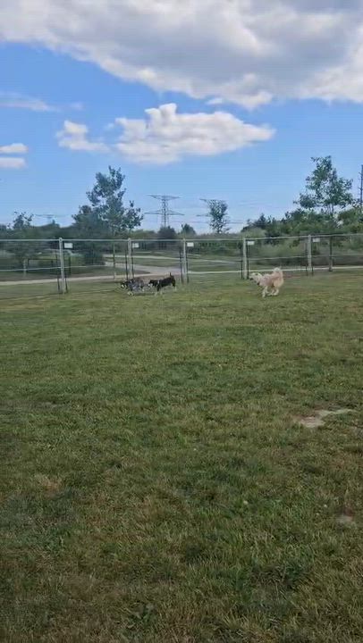 Enlarge Athena, a Adoptable mixed breed in Aurora, ON video 6/6