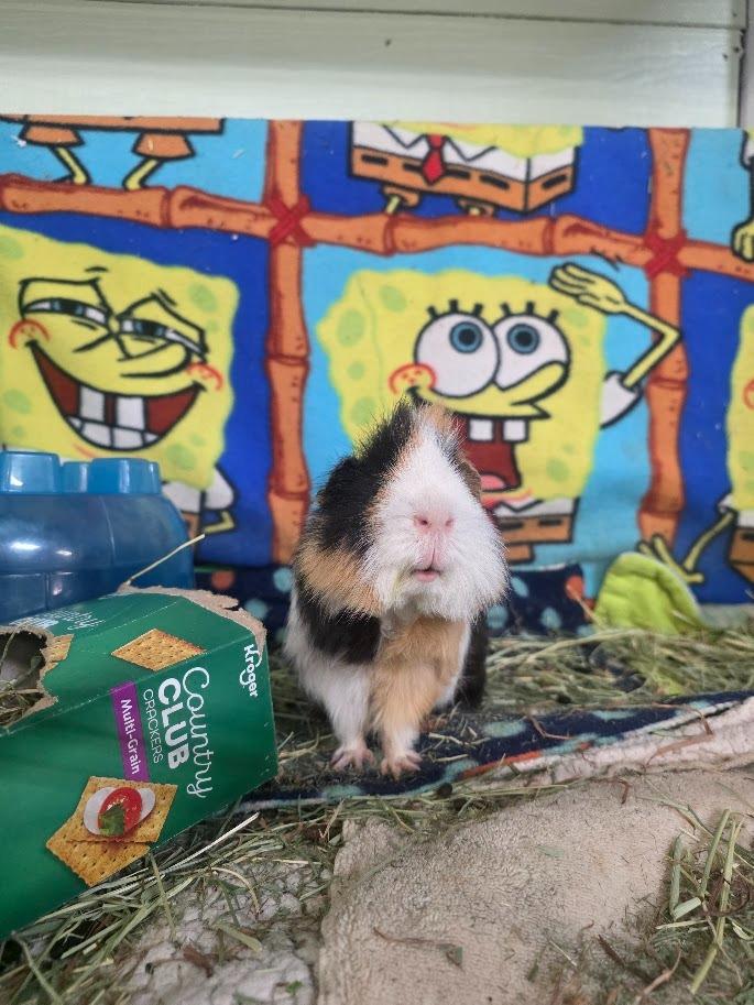 Stuffing, Adoptable, Young Male Guinea Pig.