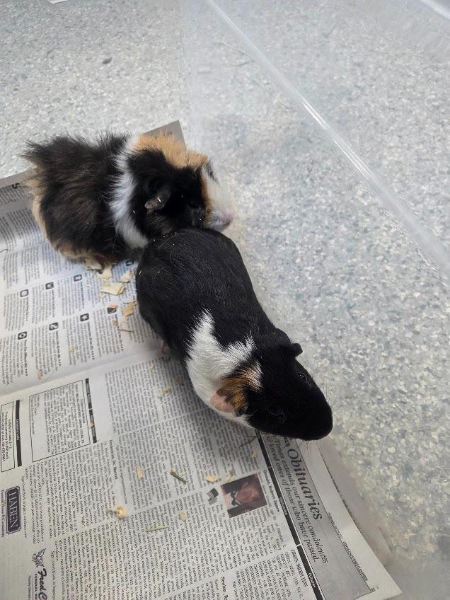 Enlarge Stuffing, a Adoptable Guinea Pig in CRYSTAL LAKE, IL image 2/6