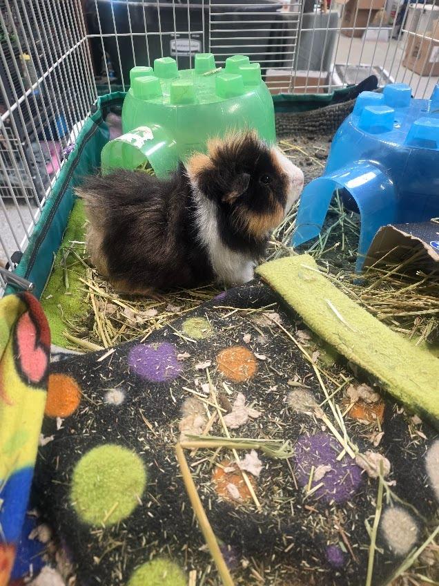 Enlarge Stuffing, a Adoptable Guinea Pig in CRYSTAL LAKE, IL image 3/6