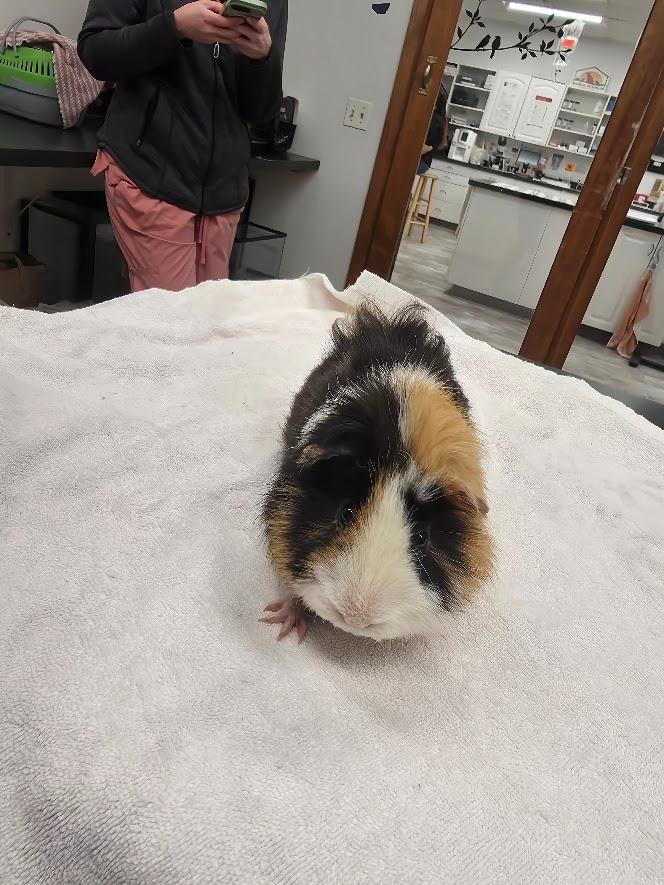 Enlarge Stuffing, a Adoptable Guinea Pig in CRYSTAL LAKE, IL image 4/6