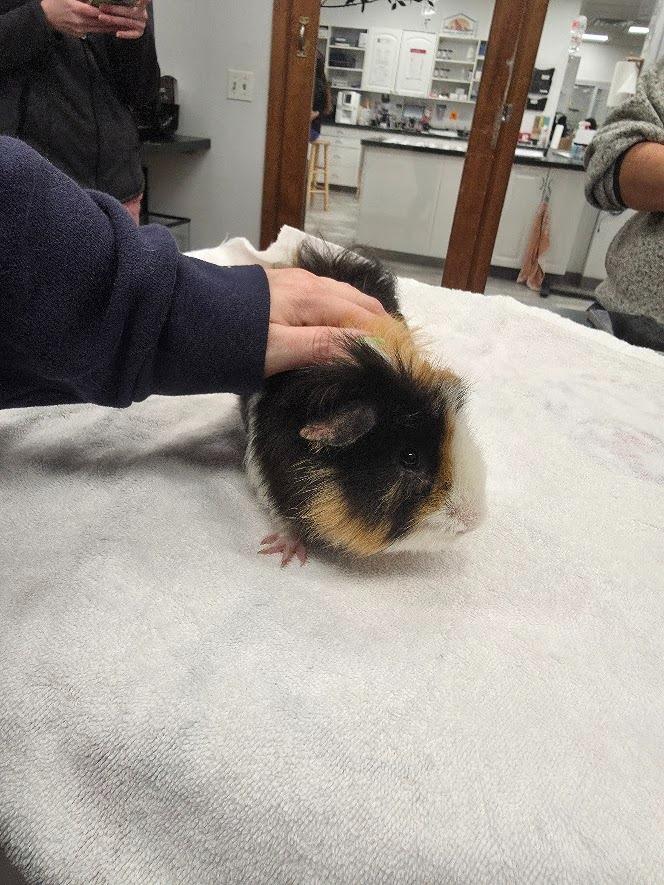 Enlarge Stuffing, a Adoptable Guinea Pig in CRYSTAL LAKE, IL image 5/6