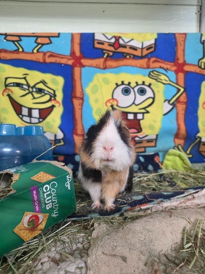 Enlarge Stuffing, a Adoptable Guinea Pig in CRYSTAL LAKE, IL image 6/6