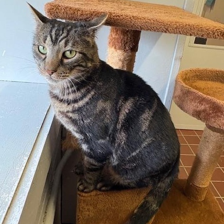 Enlarge Rune, a Adoptable Domestic Short Hair in Honesdale, PA image 2/5