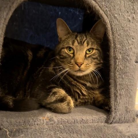 Enlarge Rune, a Adoptable Domestic Short Hair in Honesdale, PA image 5/5