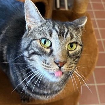 Enlarge Rune, a Adoptable Domestic Short Hair in Honesdale, PA image 3/5