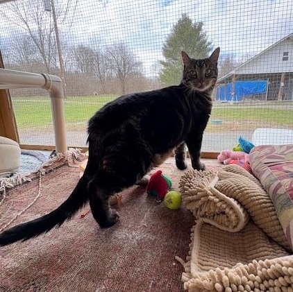 Enlarge Rune, a Adoptable Domestic Short Hair in Honesdale, PA image 1/5