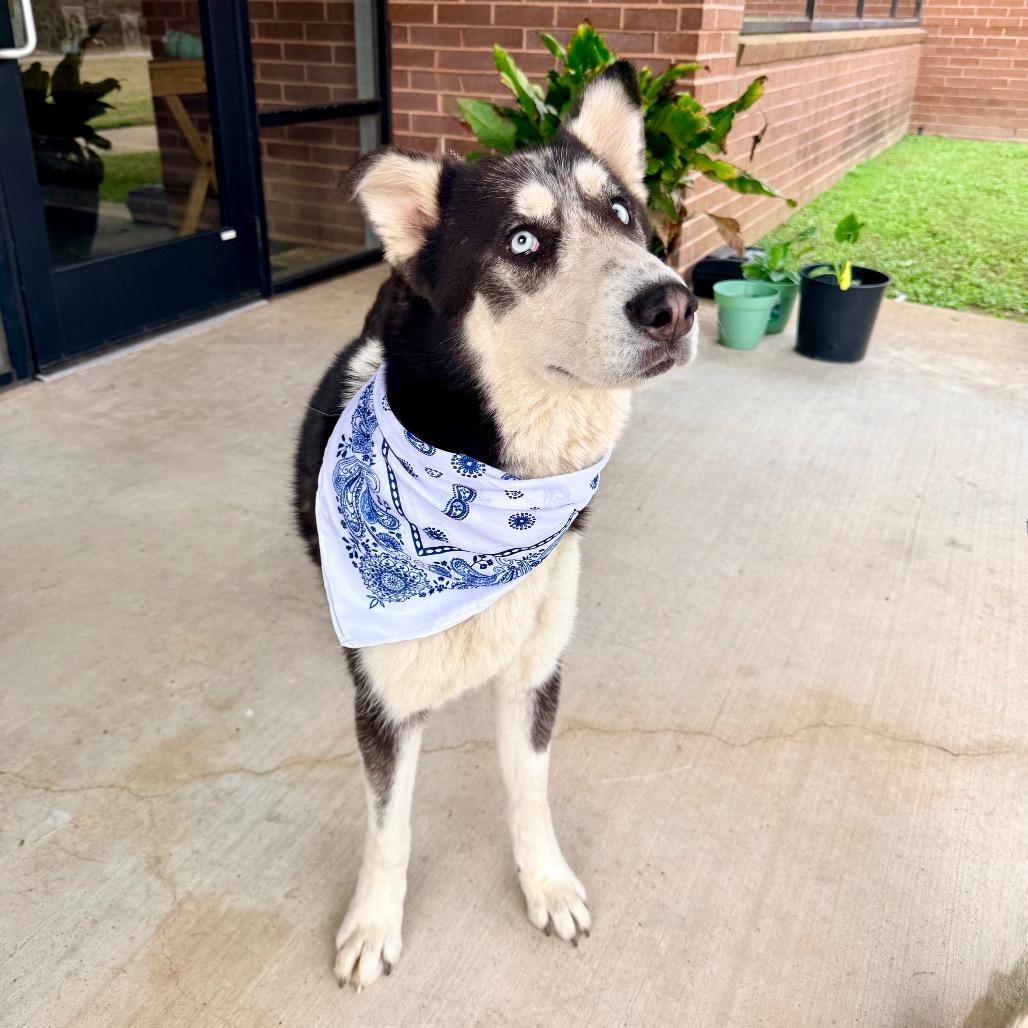 Subaru, a Adoptable mixed breed in Grand Prairie, TX image 5/5
