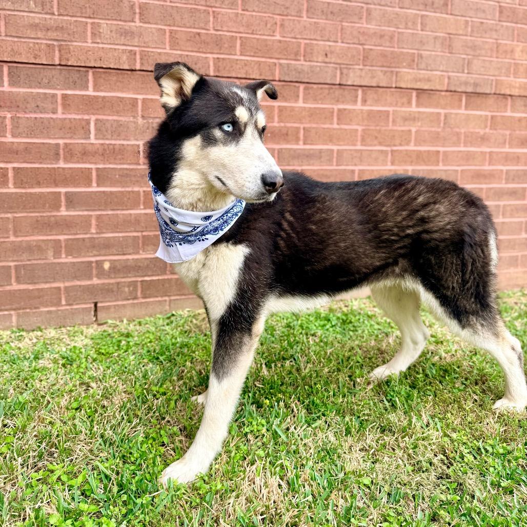 Subaru, a Adoptable mixed breed in Grand Prairie, TX image 2/5