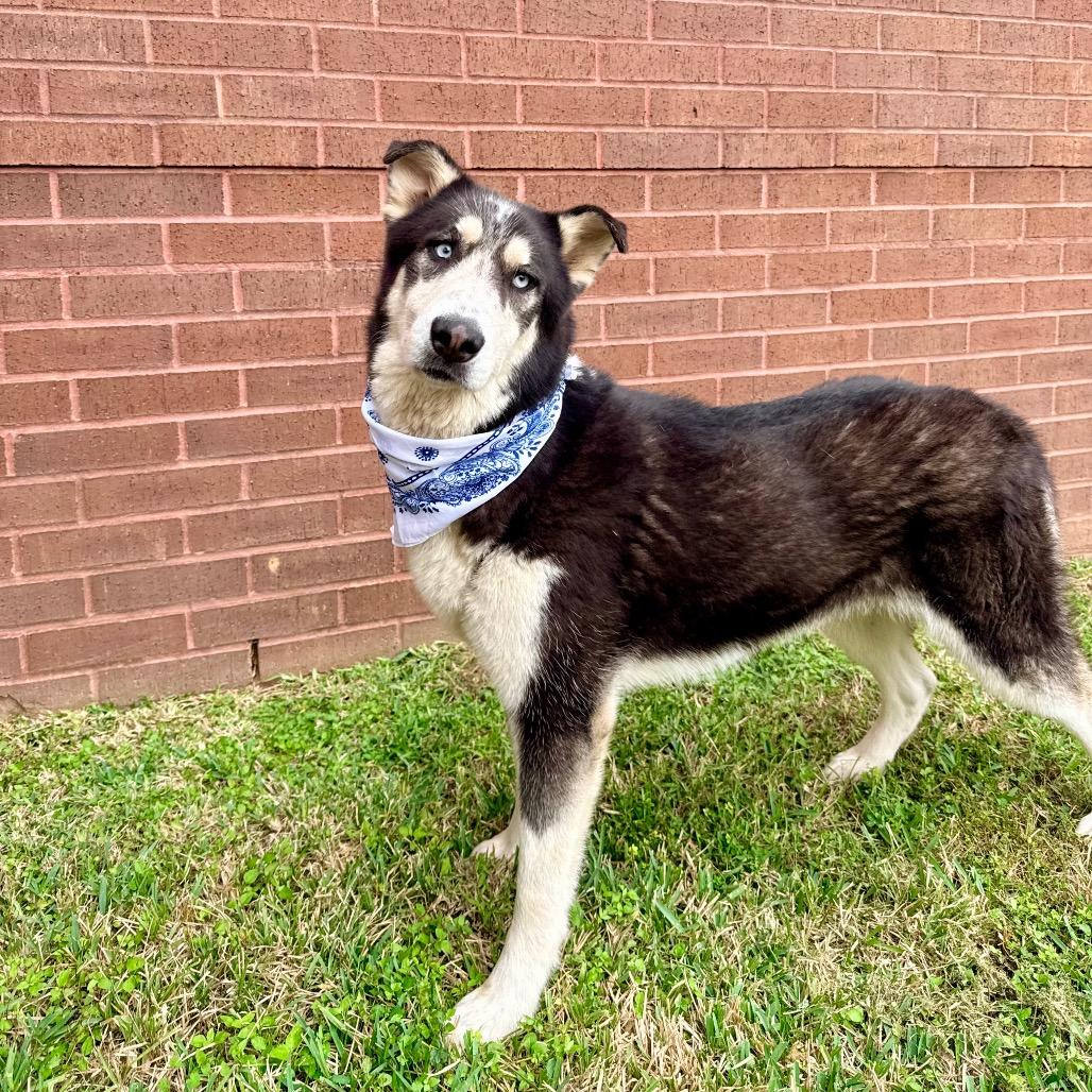 Subaru, a Adoptable mixed breed in Grand Prairie, TX image 3/5