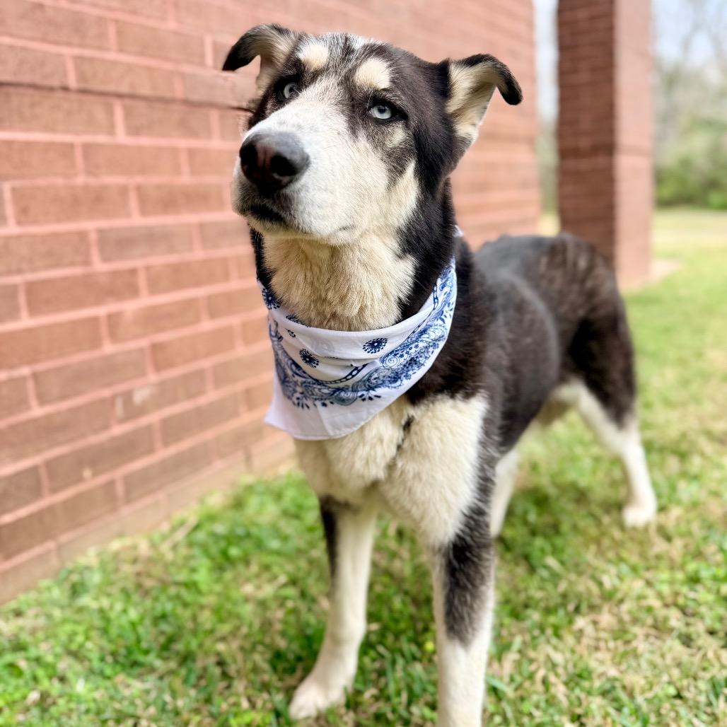 Subaru, a Adoptable mixed breed in Grand Prairie, TX image 4/5