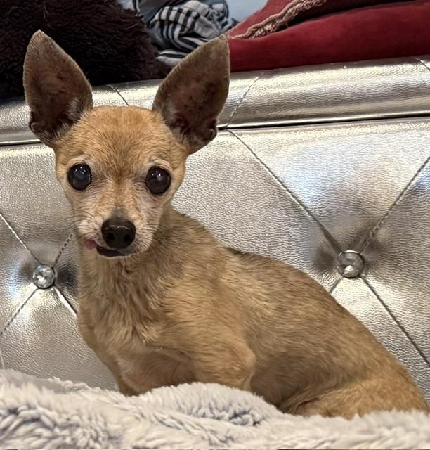 Taquito, ADOPTABLE, Senior Male Chihuahua.