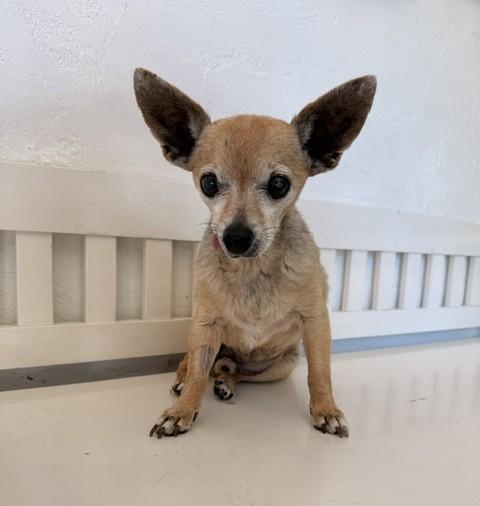 Taquito, a ADOPTABLE mixed breed in Santa Rosa, CA image 5/6