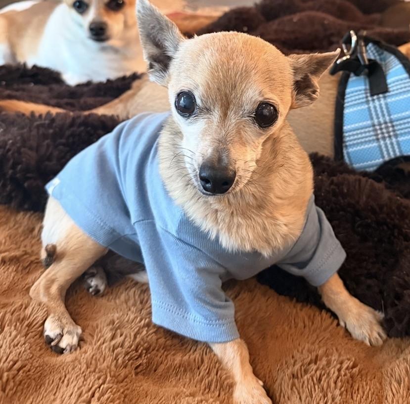 Taquito, a ADOPTABLE mixed breed in Santa Rosa, CA image 4/6