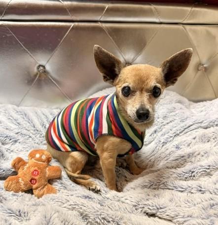 Taquito, a ADOPTABLE mixed breed in Santa Rosa, CA image 2/6