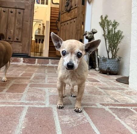 Taquito, a ADOPTABLE mixed breed in Santa Rosa, CA image 3/6
