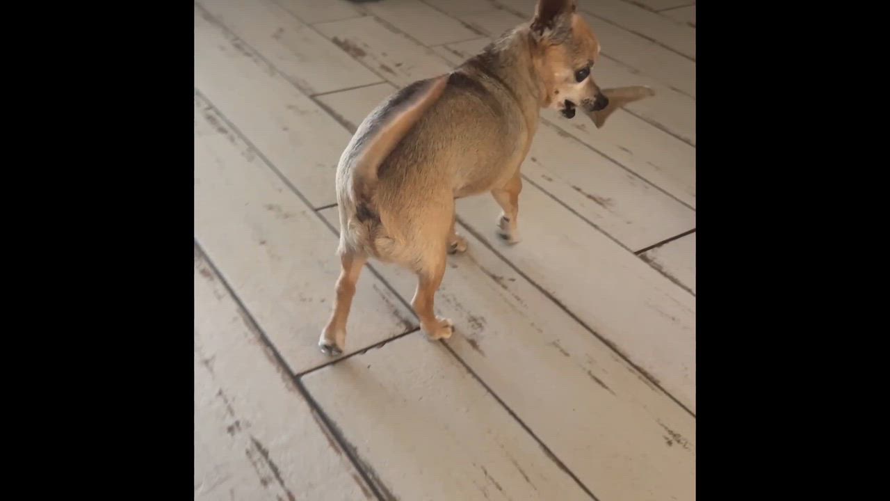 Enlarge Taquito, a ADOPTABLE mixed breed in Santa Rosa, CA video 6/6
