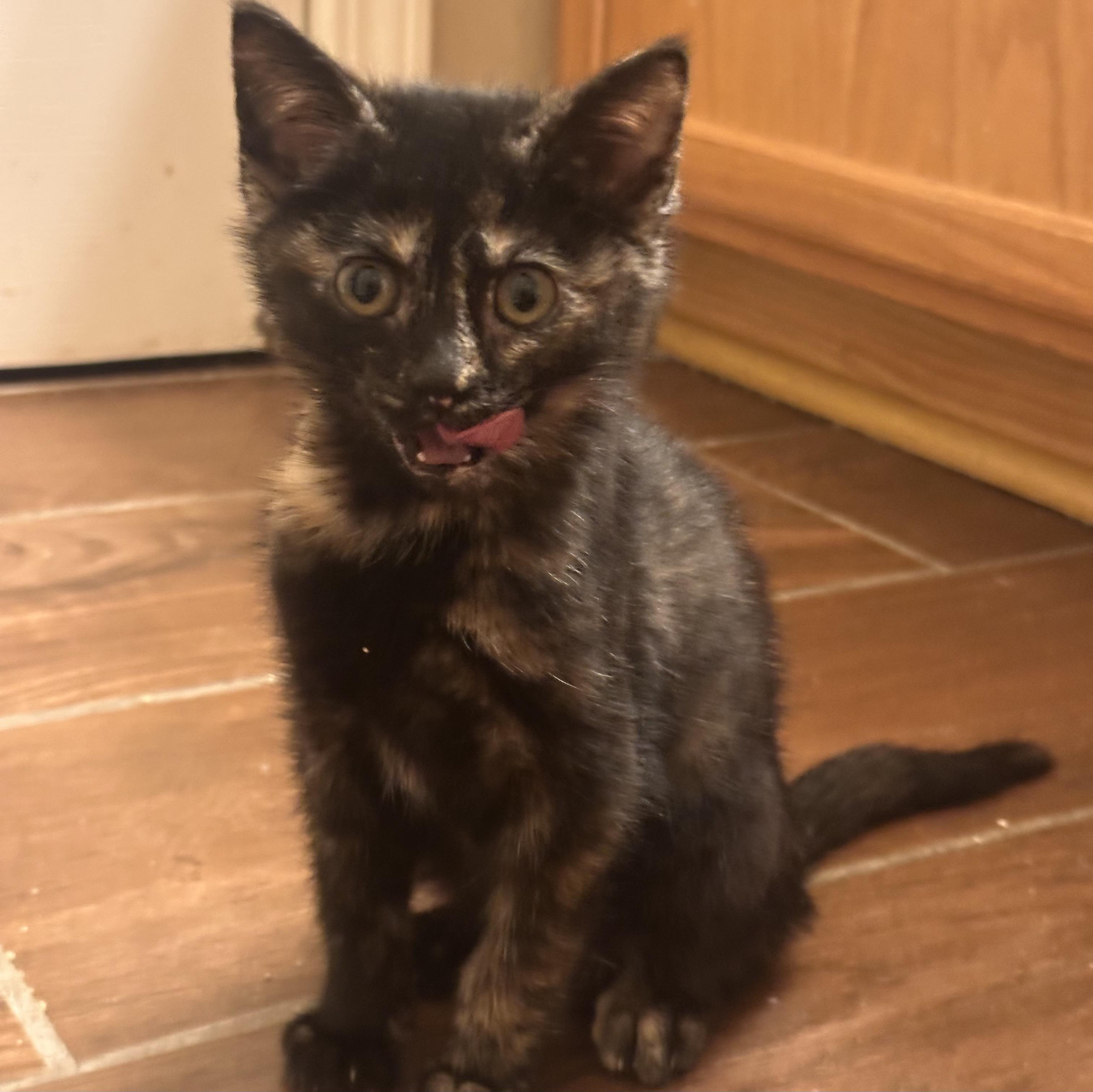 Enlarge Maya, a ADOPTABLE Tortoiseshell in Lexington, KY image 2/4