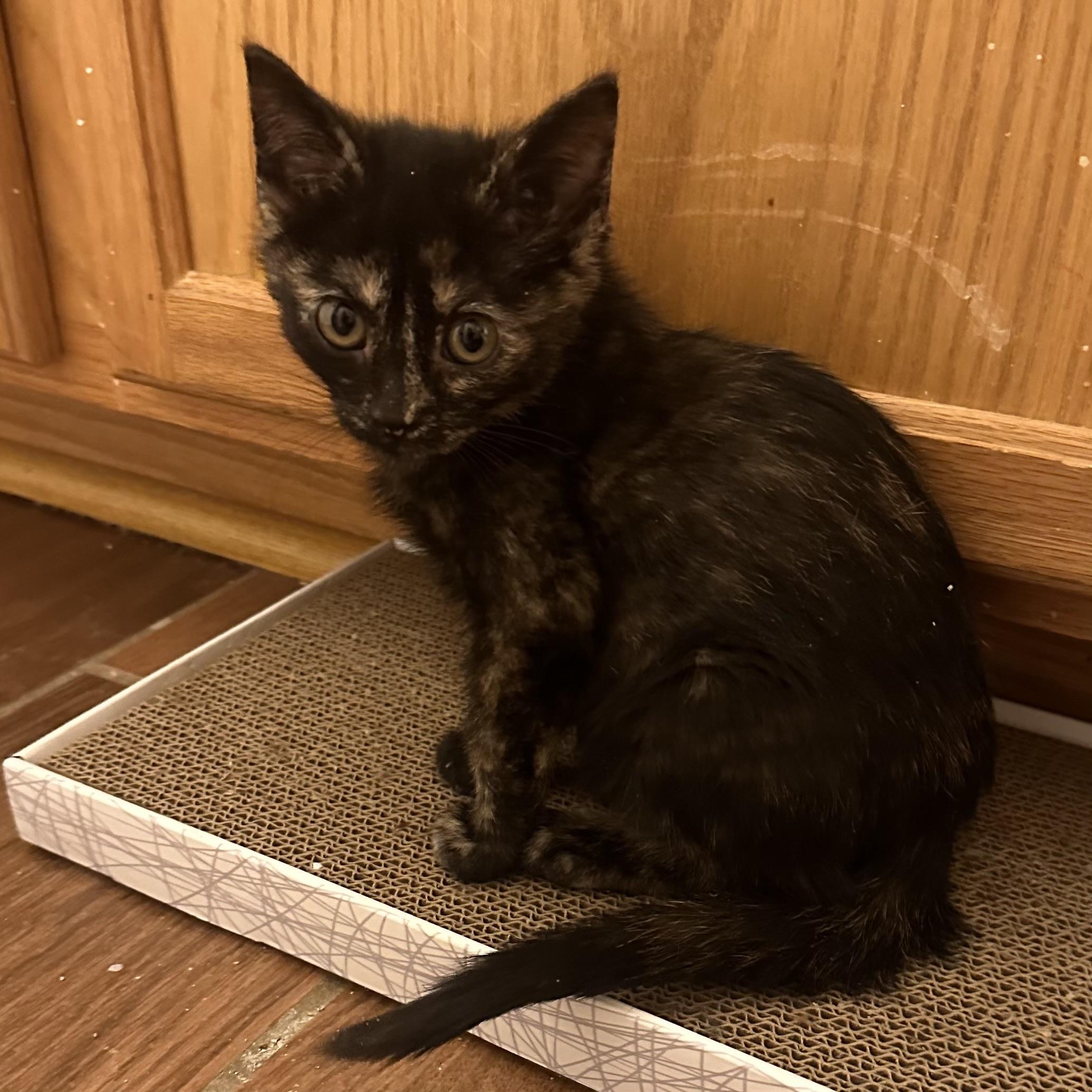 Enlarge Maya, a ADOPTABLE Tortoiseshell in Lexington, KY image 4/4