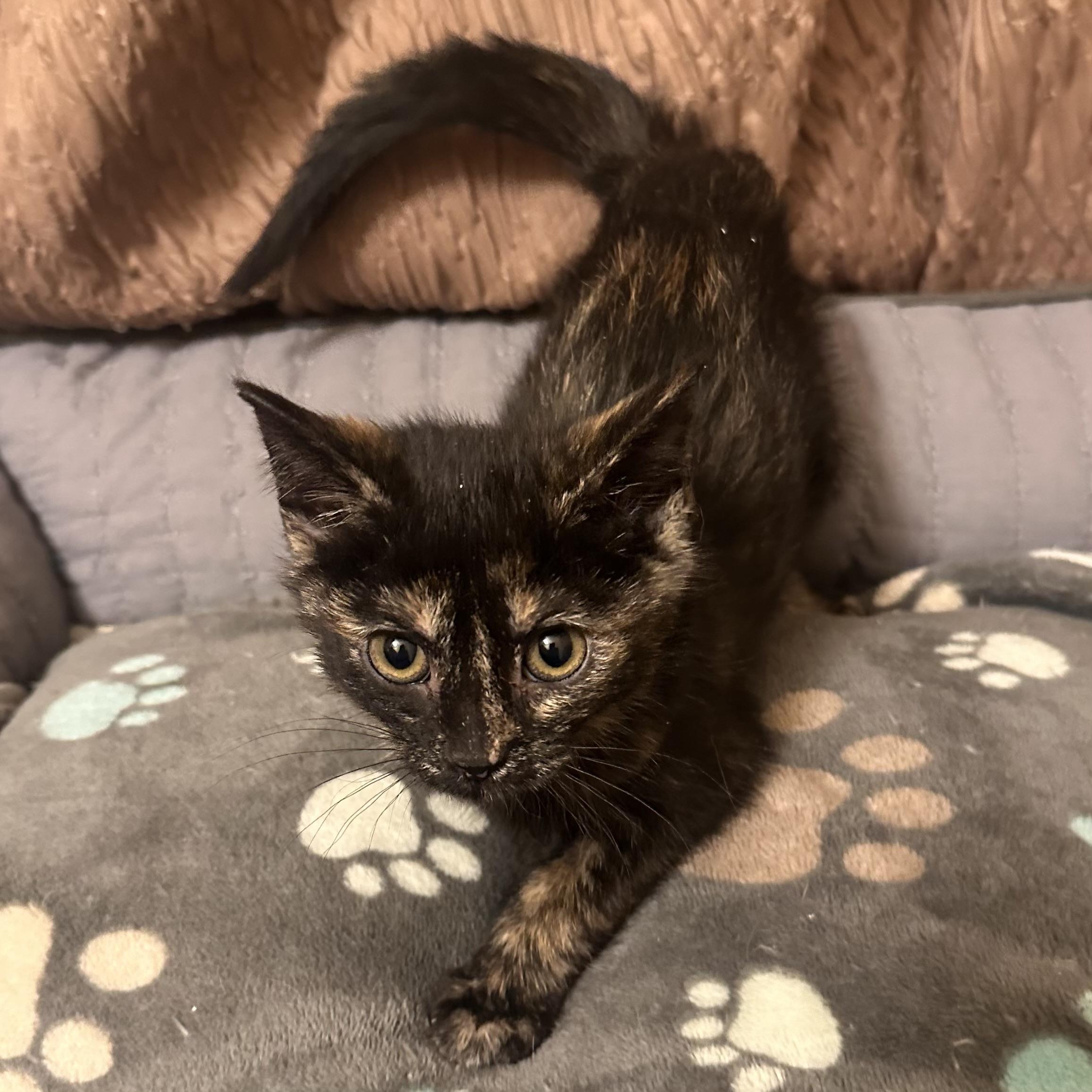 Enlarge Maya, a ADOPTABLE Tortoiseshell in Lexington, KY image 1/4