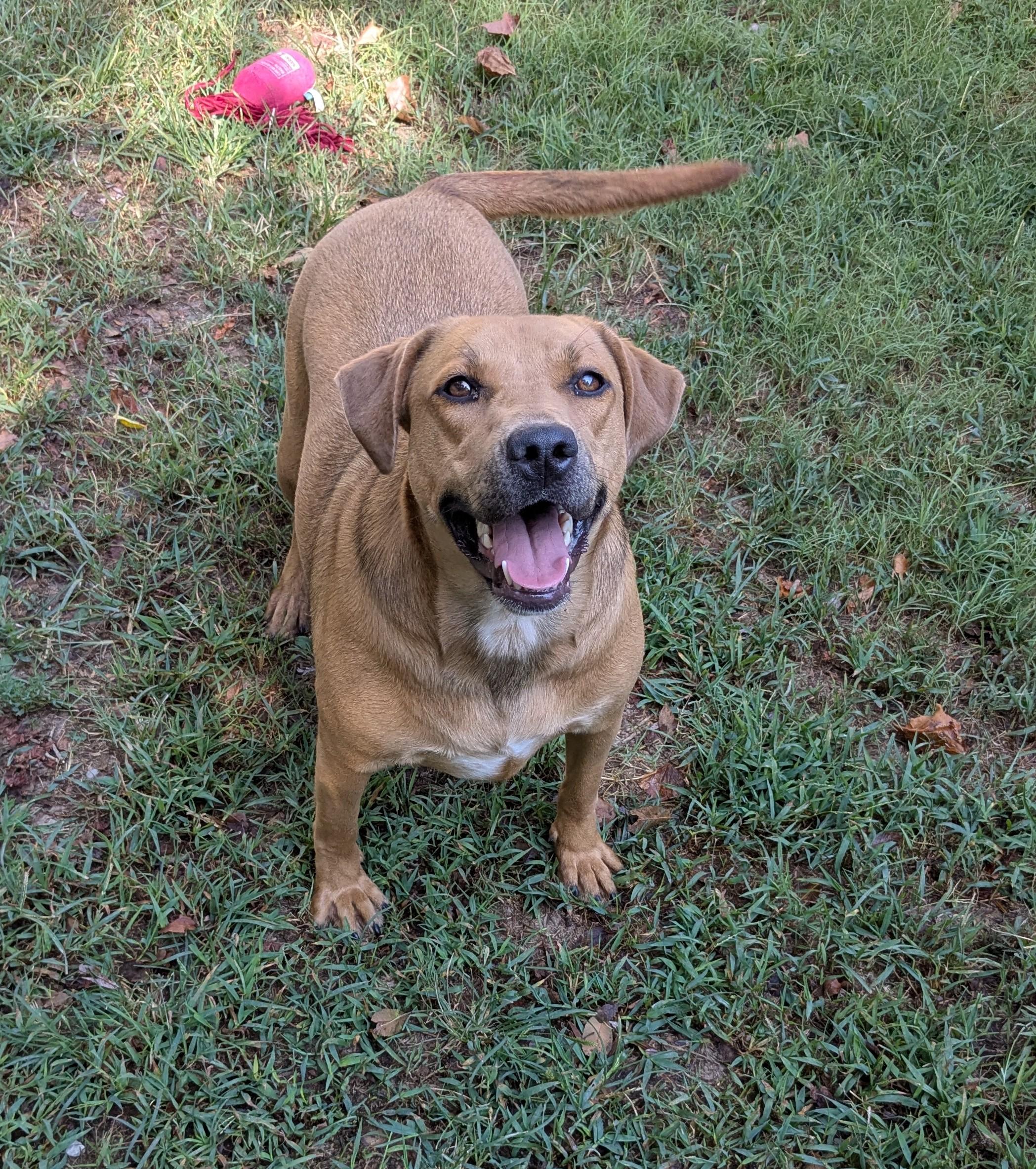 Enlarge Serena, a Adoptable mixed breed in Bella Vista, AR image 3/3