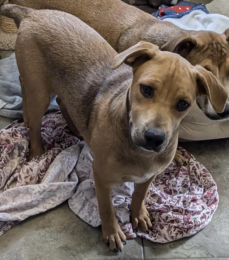 Enlarge Serena, a Adoptable mixed breed in Bella Vista, AR image 2/3