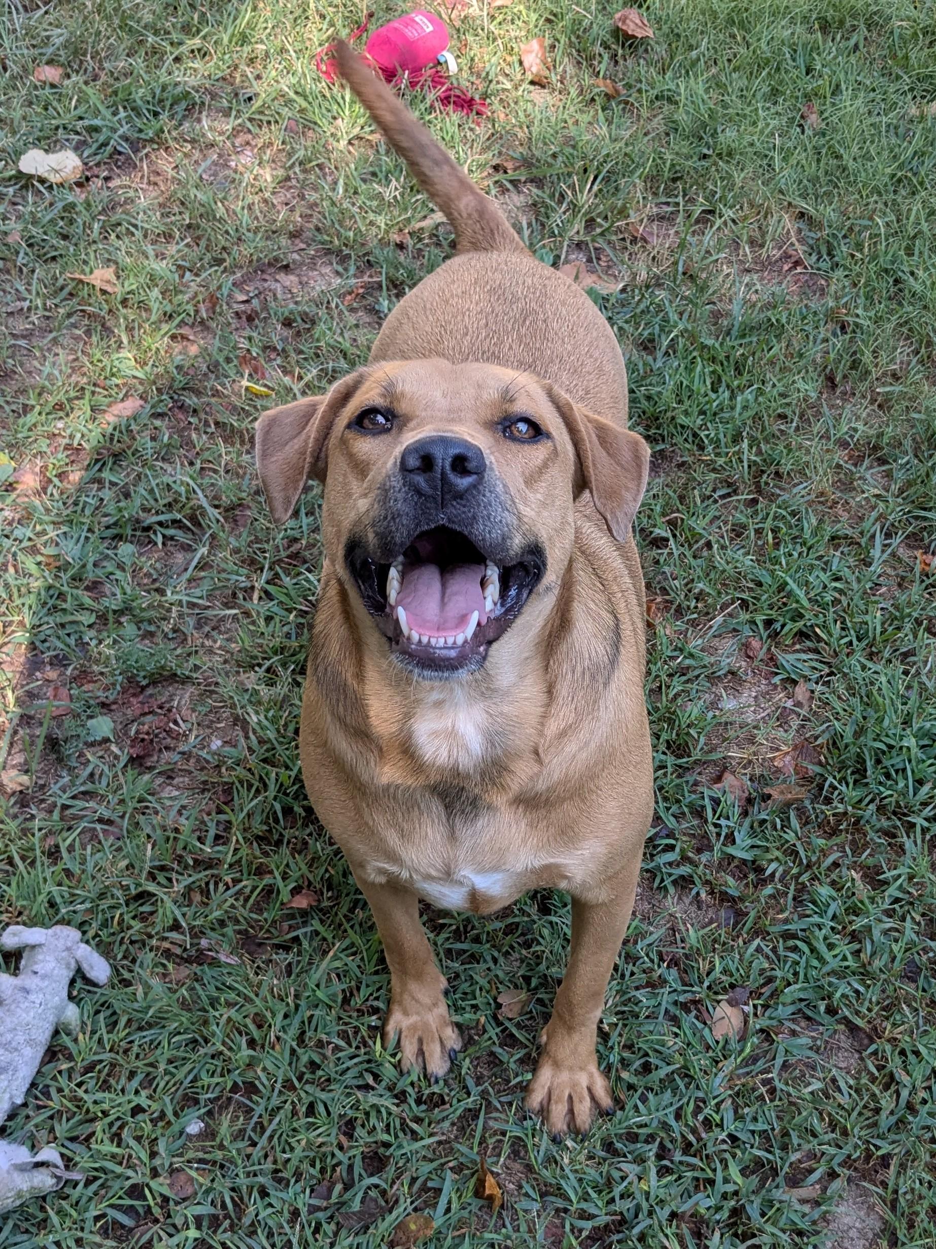 Serena, Adoptable, Young Female Mixed Breed.