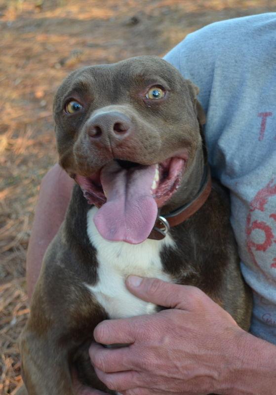 Katie, Adoptable, Senior Female Pit Bull Terrier & Chocolate Labrador Retriever.