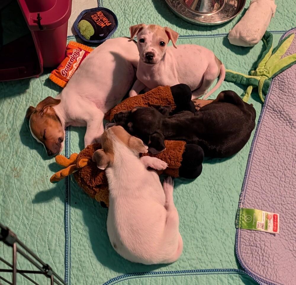 LILAC, Adoptable, Puppy Female Chihuahua & Jack Russell Terrier.