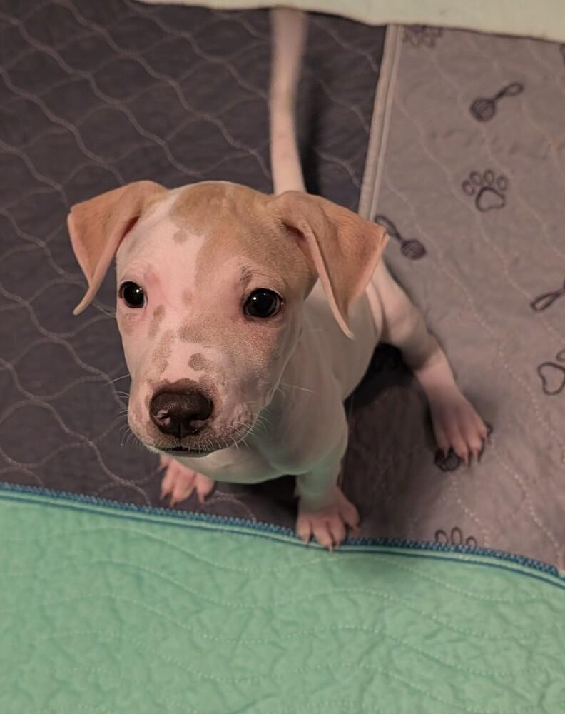 Enlarge LILAC, a Adoptable mixed breed in Thornton, CO image 2/6