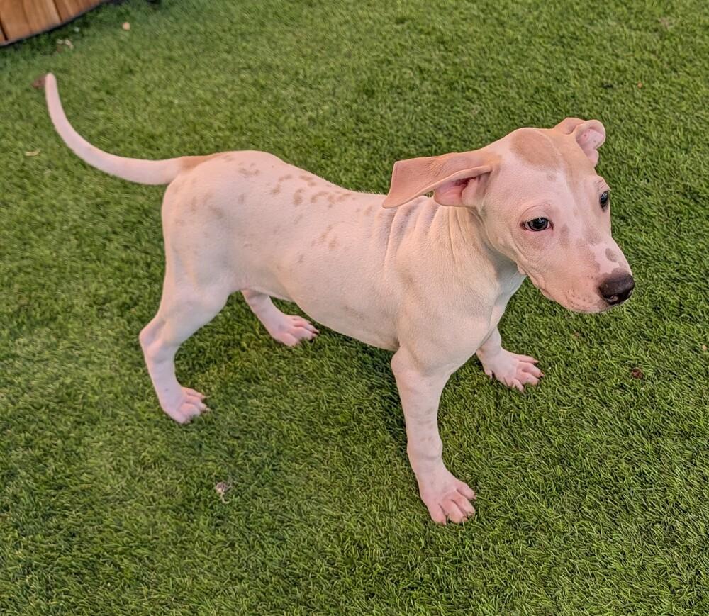 Enlarge LILAC, a Adoptable mixed breed in Thornton, CO image 3/6
