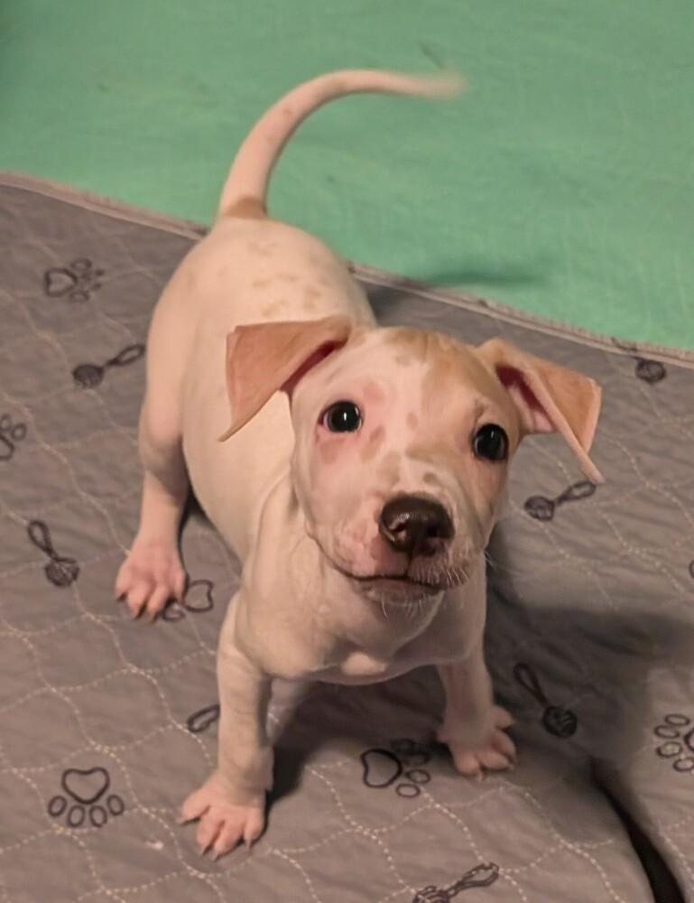 Enlarge LILAC, a Adoptable mixed breed in Thornton, CO image 4/6