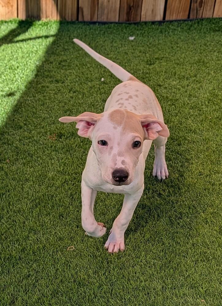 Enlarge LILAC, a Adoptable mixed breed in Thornton, CO image 5/6