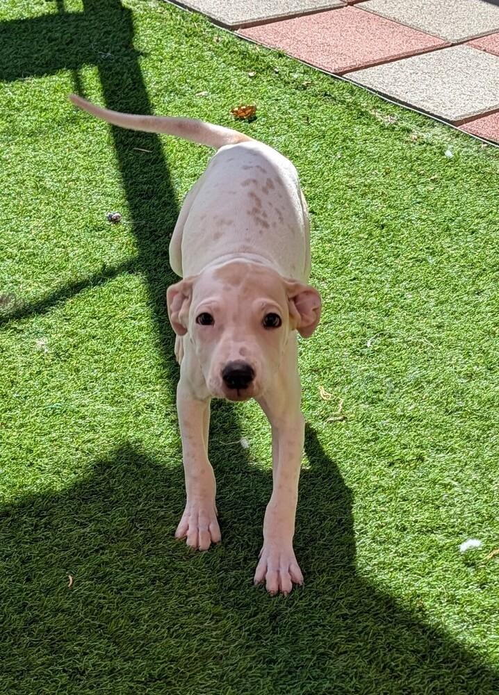 Enlarge LILAC, a Adoptable mixed breed in Thornton, CO image 6/6