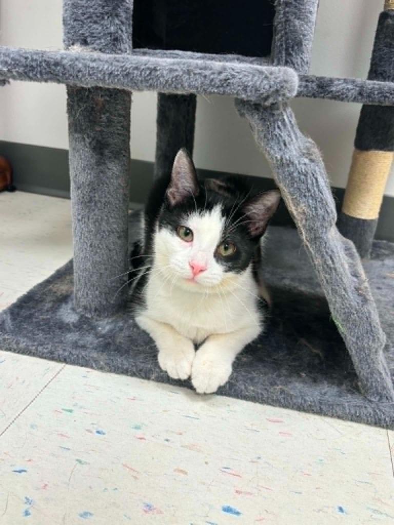 Enlarge Kimberly J. (KJ), a Adoptable mixed breed in Effingham, IL image 1/5
