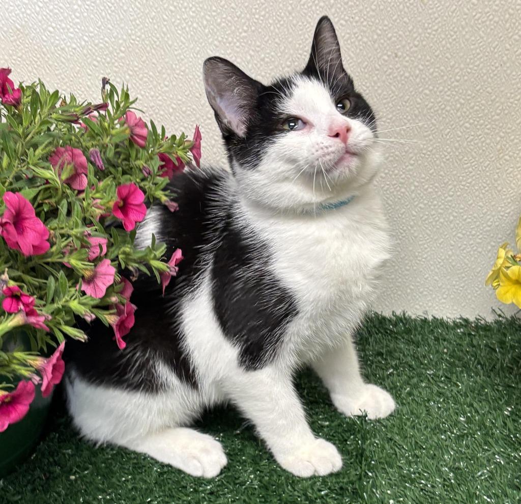 Enlarge Kimberly J. (KJ), a Adoptable mixed breed in Effingham, IL image 2/5