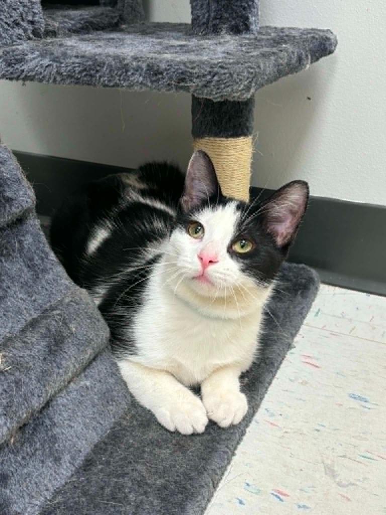 Enlarge Kimberly J. (KJ), a Adoptable mixed breed in Effingham, IL image 4/5