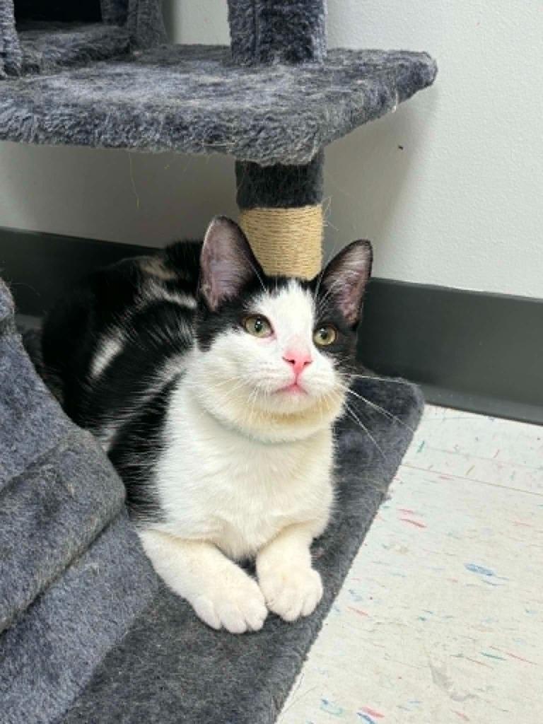Enlarge Kimberly J. (KJ), a Adoptable mixed breed in Effingham, IL image 5/5
