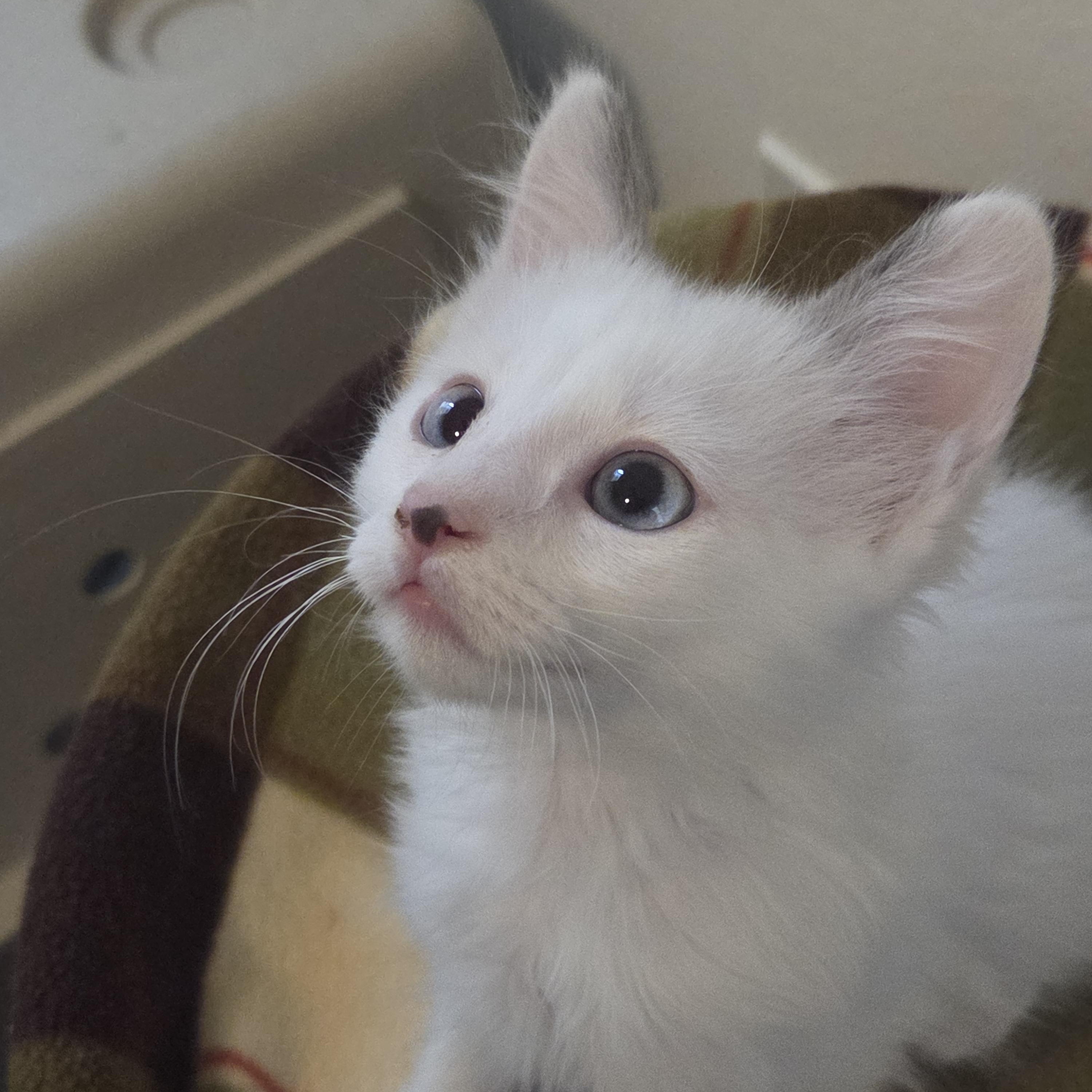 Catra, Adopted, Kitten Female Calico.