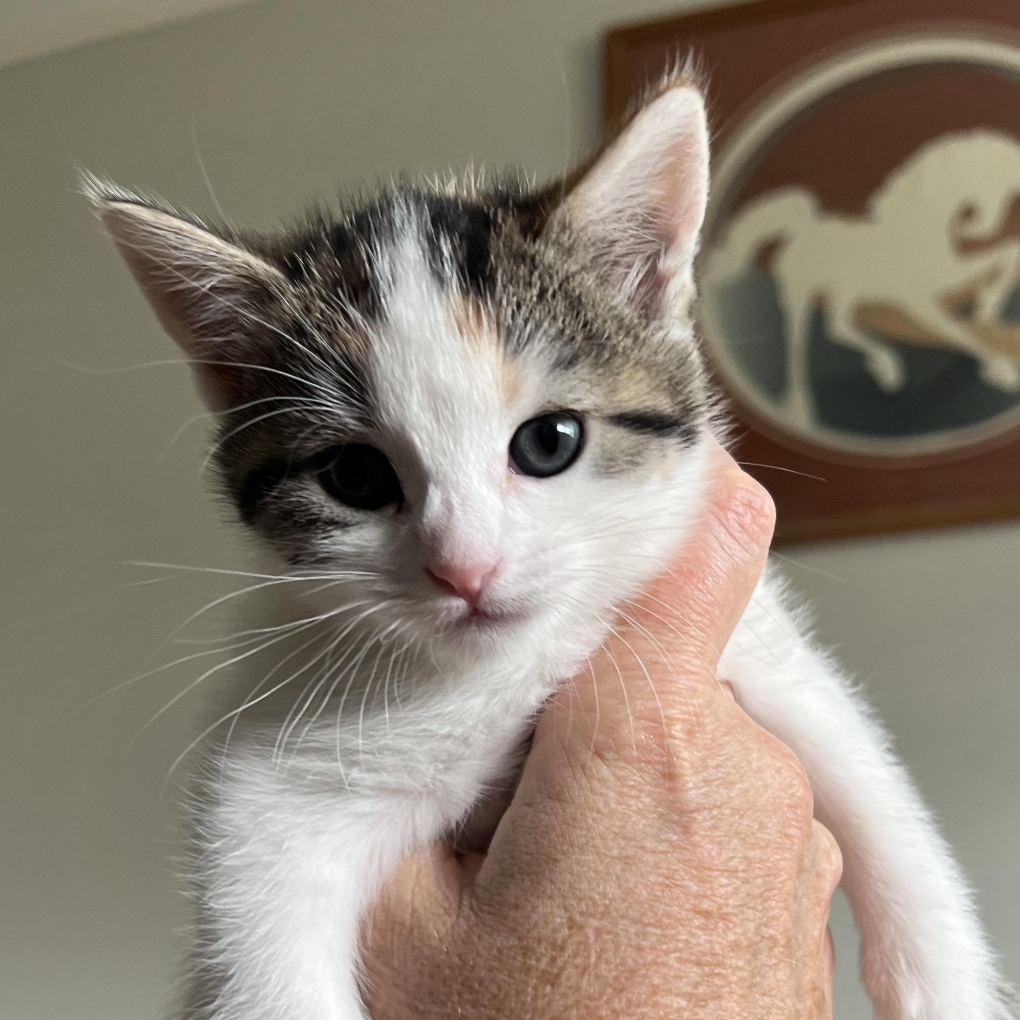 Poppi (F), a Adoptable Calico in Santa Clarita, CA image 1/6