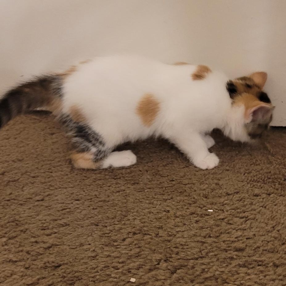 Poppi (F), a Adoptable Calico in Santa Clarita, CA image 4/6