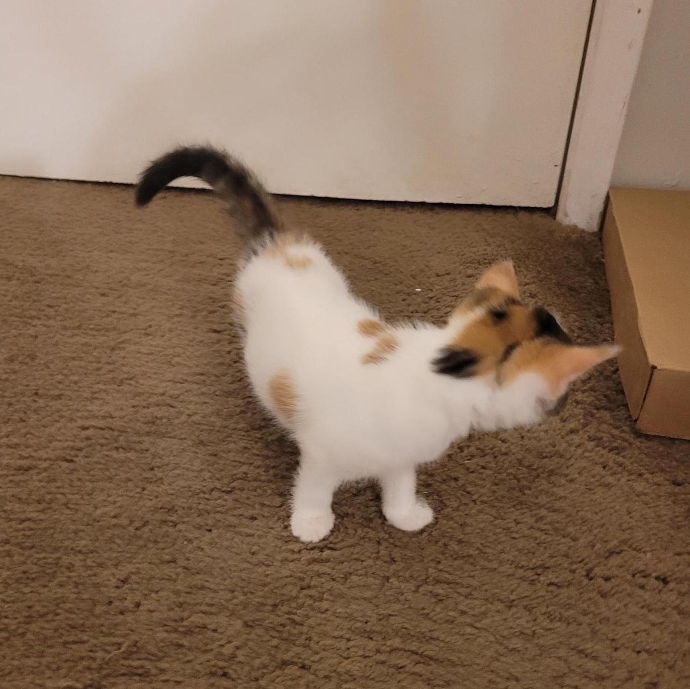 Poppi (F), a Adoptable Calico in Santa Clarita, CA image 5/6