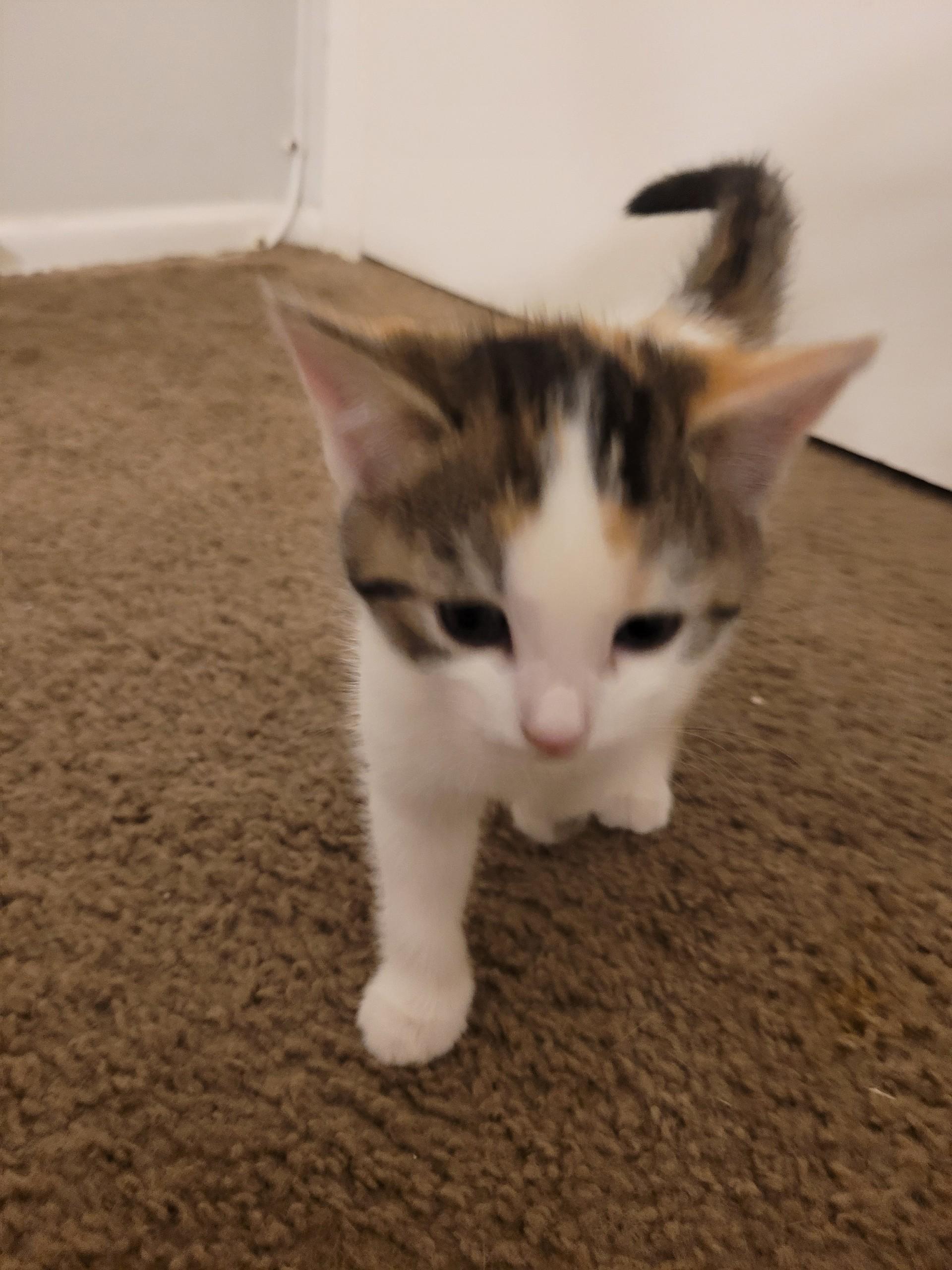 Poppi (F), Adoptable, Kitten Female Calico.