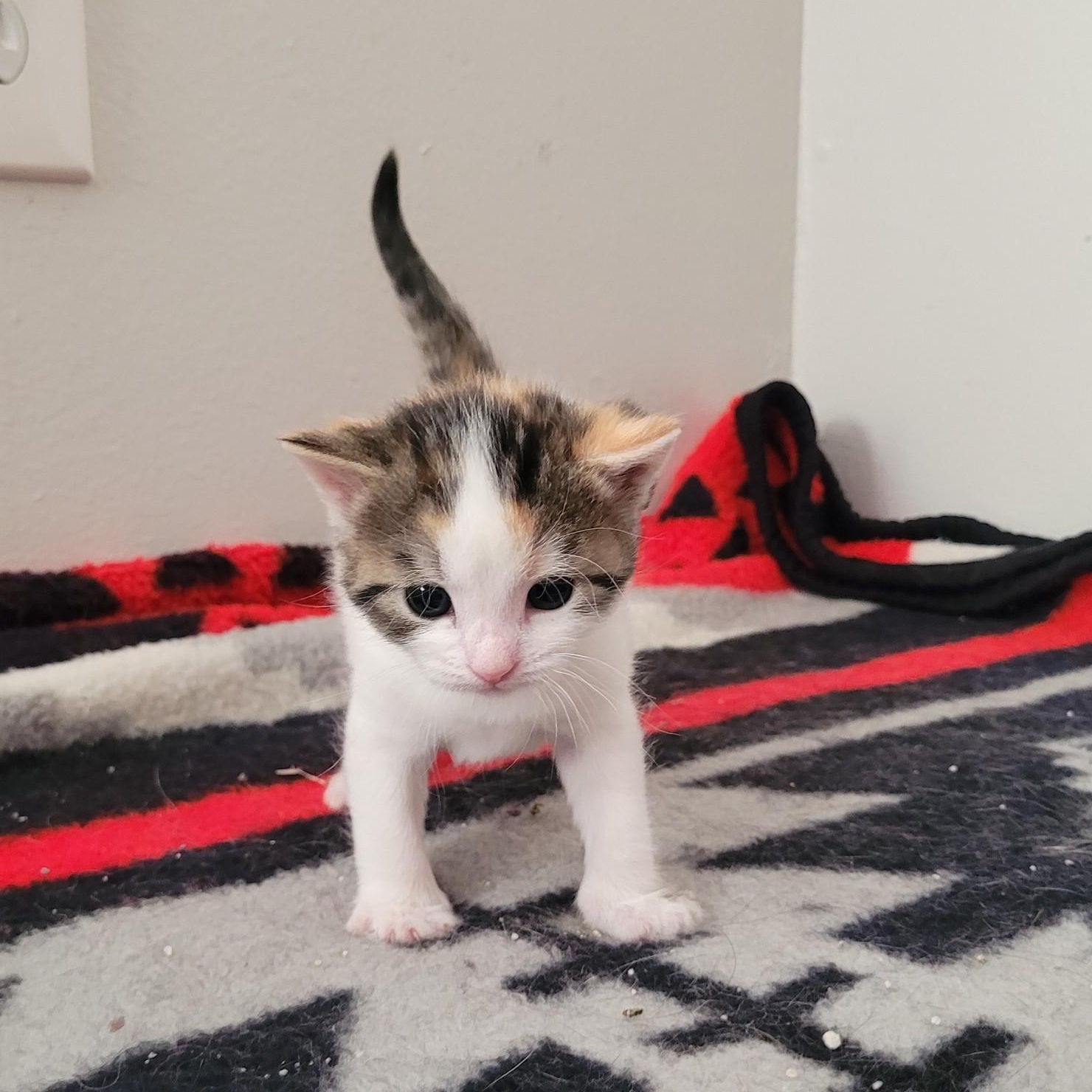 Poppi (F), a Adoptable Calico in Santa Clarita, CA image 6/6
